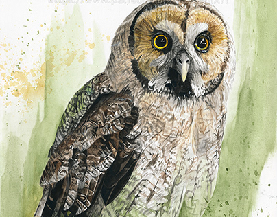 Grey Owl - Watercolor Portrait