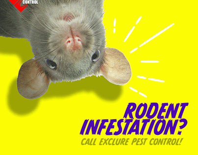 Infestation Facts