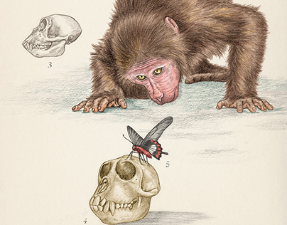 Experimental scientific illustration Macaque monkey