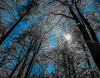 Spring Forest ▲ Blue