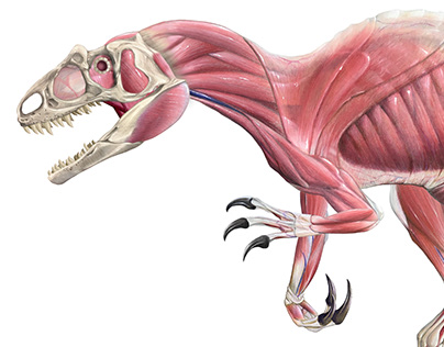 Allosaurus Internal Anatomy
