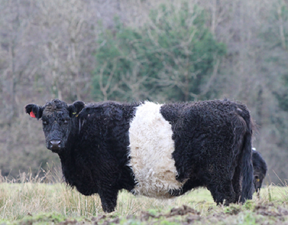 Belted Galloway 🏴󠁧󠁢󠁳󠁣󠁴󠁿