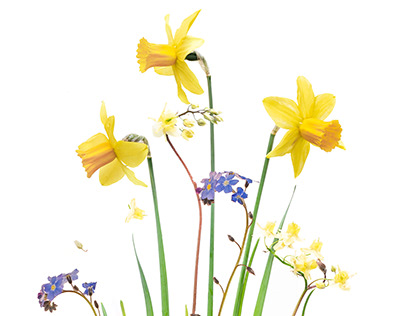 Narcissus Garden
