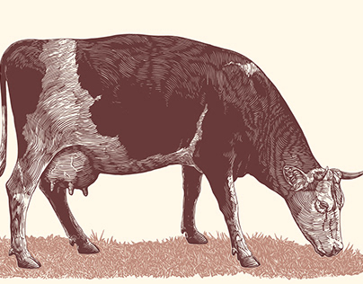 Cows. Vector illustrations