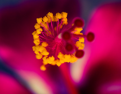 Flower's Close-Ups
