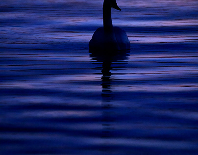 dark side of swan