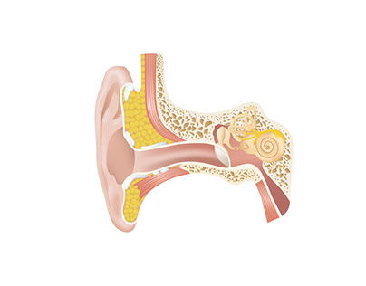 scientific illustration of an ear
