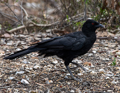 White winged chough