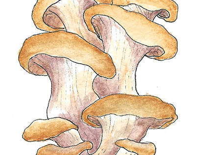 Watercolor Mushroom Cluster
