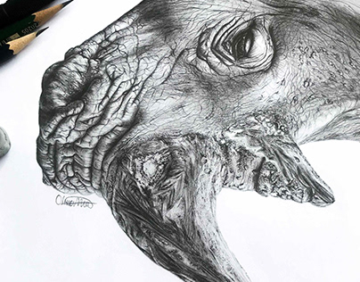 Animal drawing