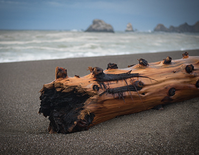Beach Drift Wood