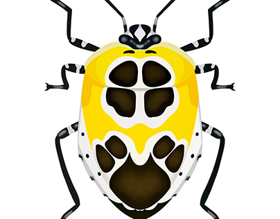 Yellow and Black and White Beetle