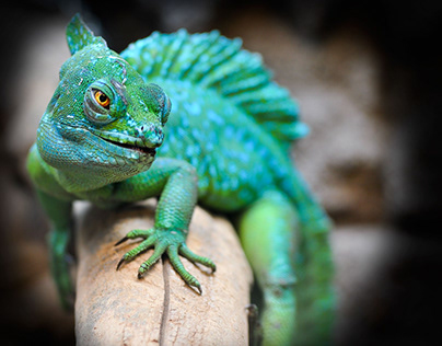 The Best Online Reptile Store