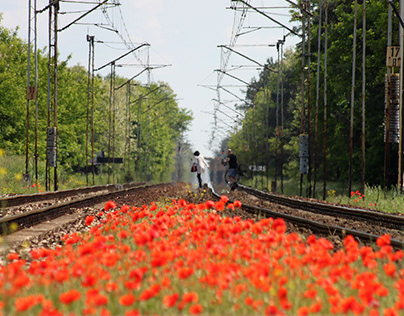 Poppies on the railway