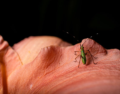 Great green bush-cricket macros