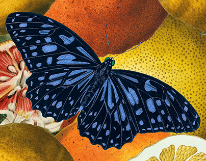 Vintage Butterfly Ilustration Collage