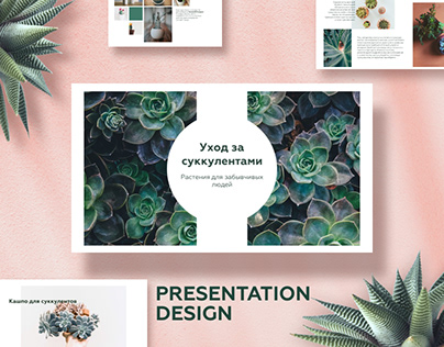 Succulents. Design presentation