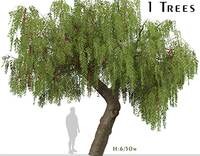 Schinus molle Tree (Pink Peppercorn) (1 Tree)