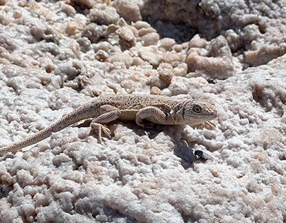 Tricks to easily catch Lizard at home