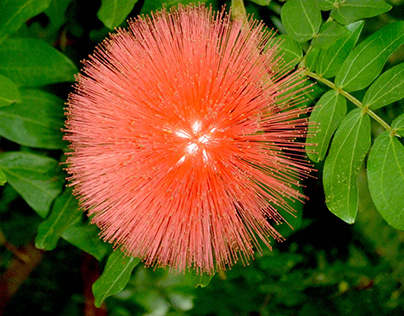 Koosh Ball Flower