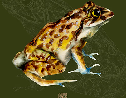 Endemic Amphibian in the Philippines_IslandForestFrog