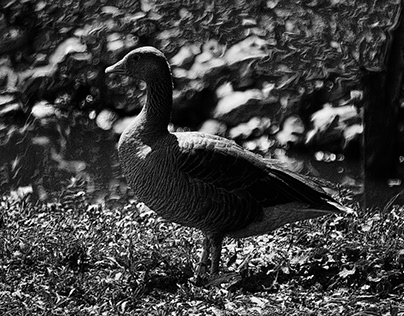black and white creylag goose
