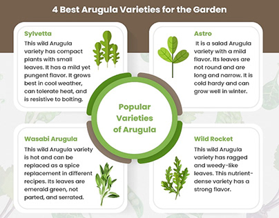How to Grow Best Varieties of Arugula