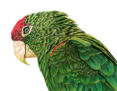 Cape Parrot drawing