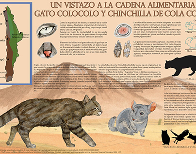 Infografía Gato Colocolo y Chinchilla