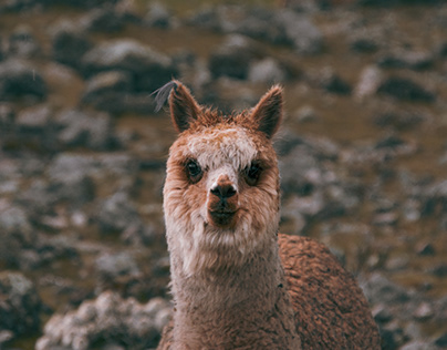 Ausantage Mountain Alpacas - Peru