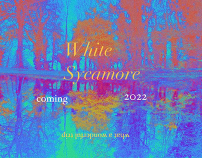 White Sycamore