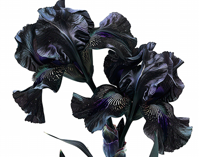 Surreal black irises