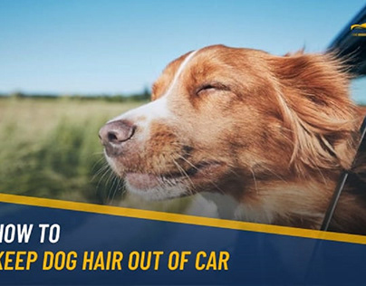 How to Keep Dog Hair Out of Car? – 6 Methods