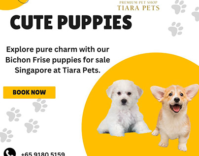 Bichon Frise puppies for Sale Singapore