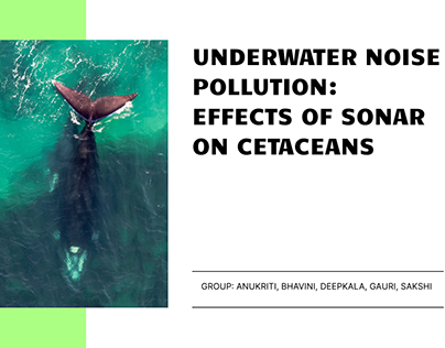 Project thumbnail - UNSUSTAINABLE PRACTICE: EFFECTS OF SONAR ON CETACEANS