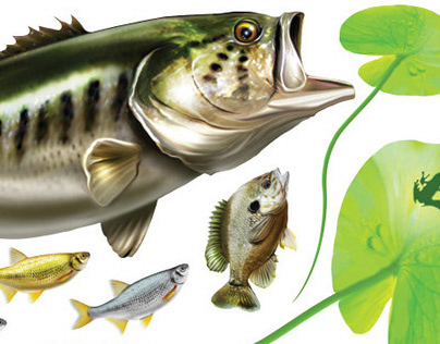Largemouth Bass Illustration by Mike Bohak
