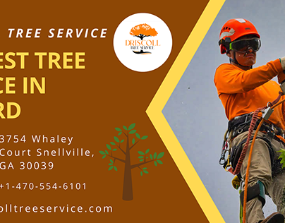 Professional Tree Service In Buford