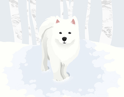 Samoyed in the Snow
