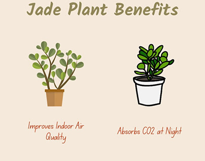 Jade plant benefits