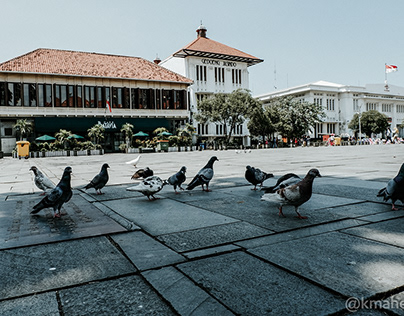 PIGEONS IN THE OLD CITY OF JAKARTA