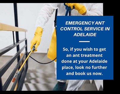 Emergency Ant Control Service in Adelaide