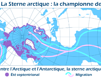 Migration de la sterne Arctique