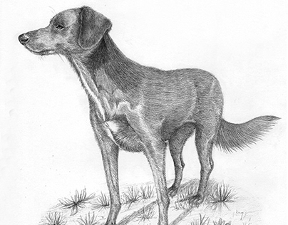 Ilustración Naturalista - Canis Lupus Familiaris