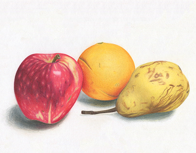 Fruits Illustration