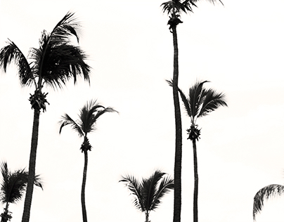 Black palm trees