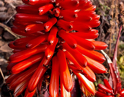 Red Aloe