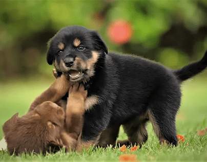 Photo of Puppies fighting