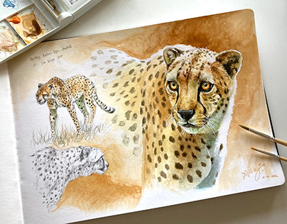 Watercolor studies made in the San Diego Zoo