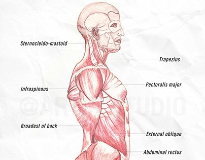 Muscles of the body - Lateral view