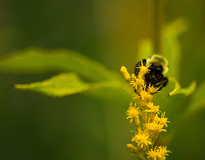 Bee on Flower - Summer 2021